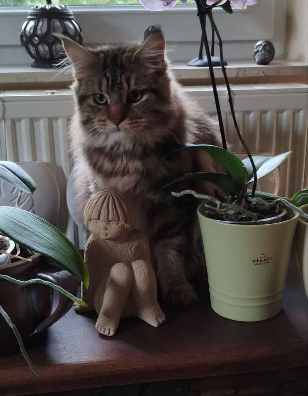 Prinzessin Daisy hat ihr Schlafgemach verlassen und nach einem kleinen Lunch, ist es Zeit für die Bespaßung❗️ Prinzessin Daisy hat ihr Schlafgemach verlassen und nach einem kleinen Lunch, ist es Zeit für die Bespaßung❗️
