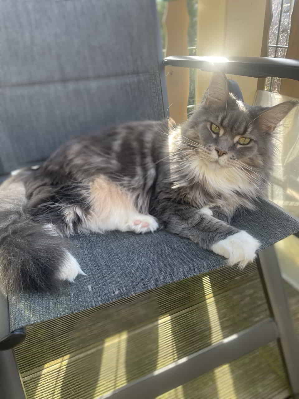 Prinzessin Xira hat sich schon mal einen Thron gesichert Prinzessin Xira hat sich schon mal einen Thron gesichert