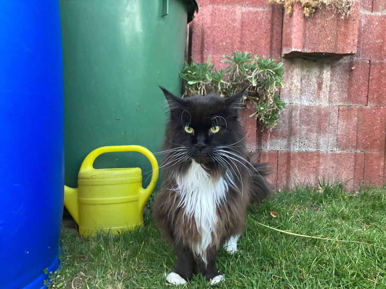 Quentin hat heute erneut den Auftrag der Gradinspektion für sich angenommen. 😁 Quentin hat heute erneut den Auftrag der Gradinspektion für sich angenommen. 😁