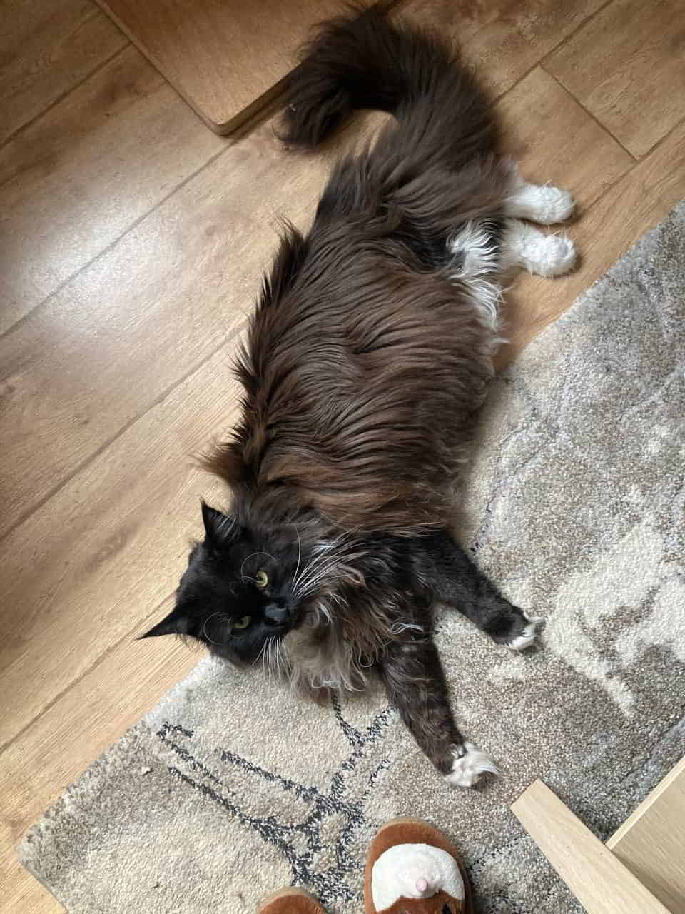 Quentin hat zu sehr gefeiert und ist Ko. 😁😻 Quentin hat zu sehr gefeiert und ist Ko. 😁😻