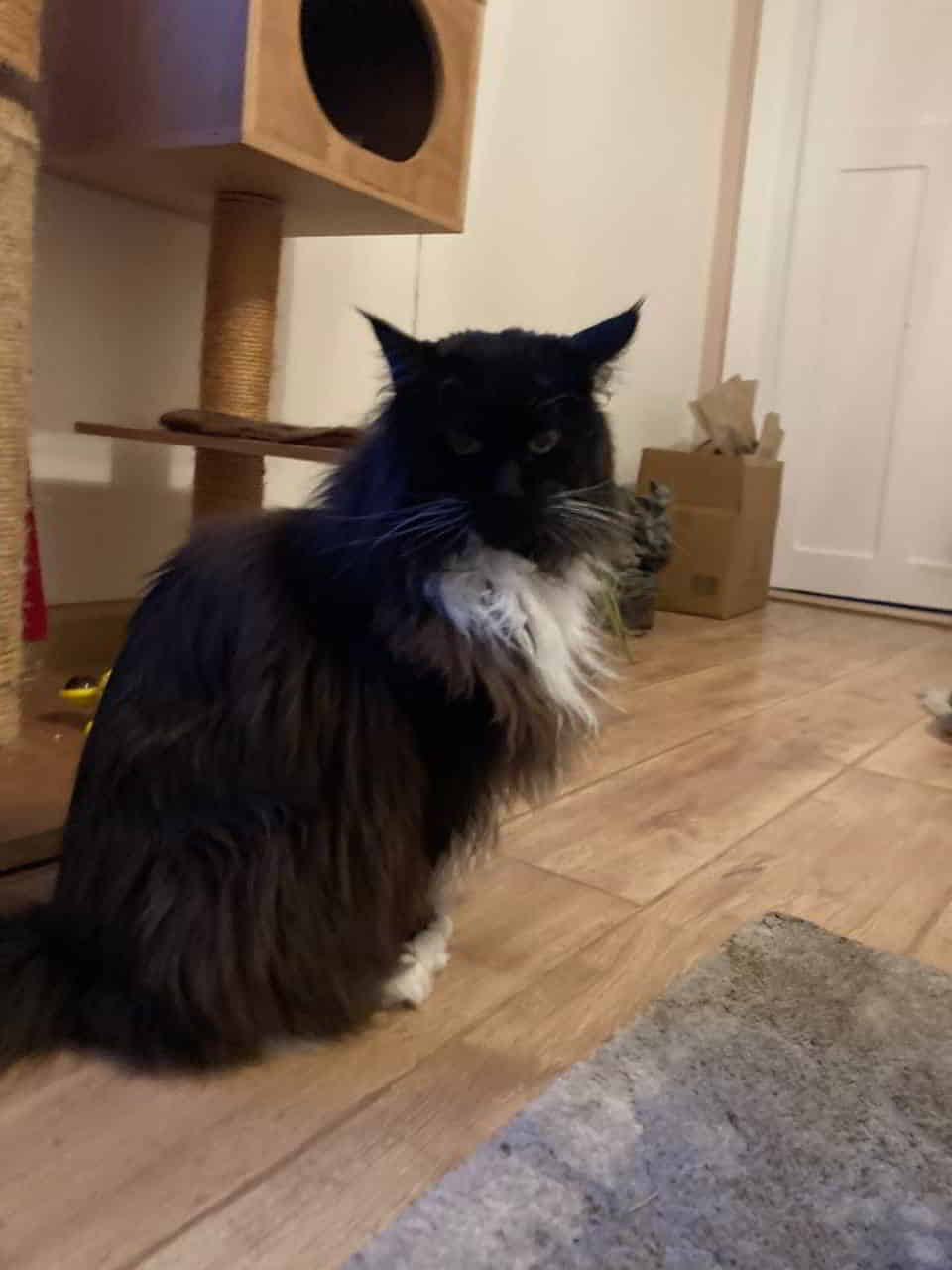 Quentin wünscht seinen Geschwistern alles Gute zum 11. Geburtstag. (Q Lingen 2015). 🥳😻🤗🎉 Quentin wünscht seinen Geschwistern alles Gute zum 11. Geburtstag. (Q Lingen 2015). 🥳😻🤗🎉