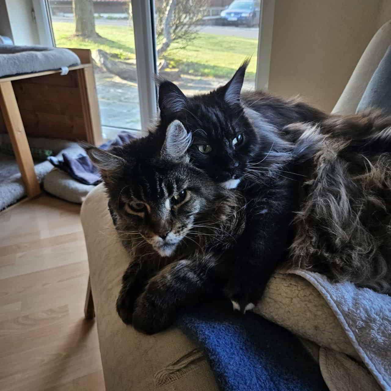 Quinty findets besser als Murphy 😂 Quinty findets besser als Murphy 😂