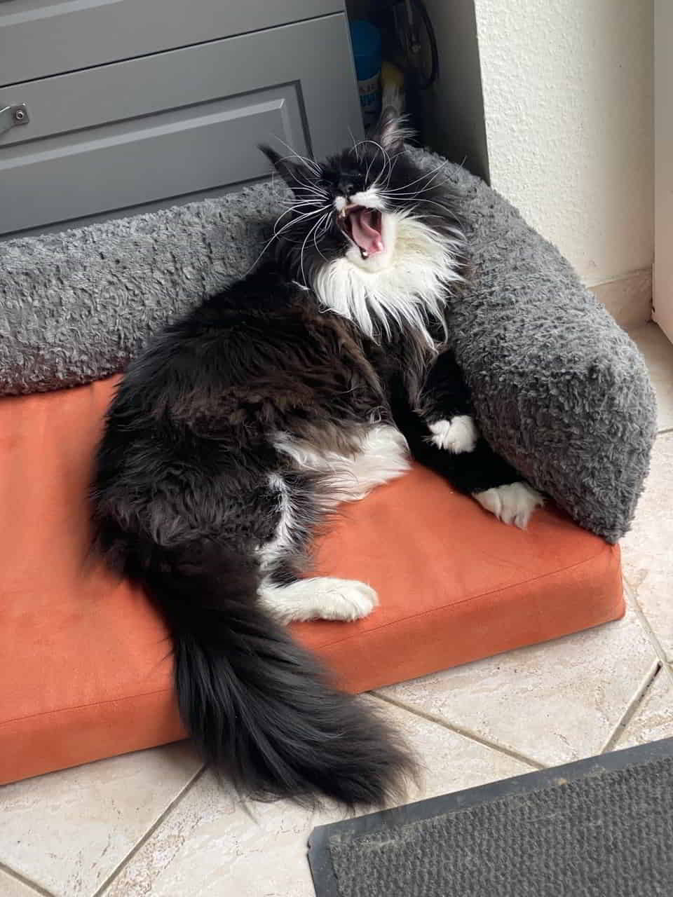 Rado ist immer noch müde Rado ist immer noch müde