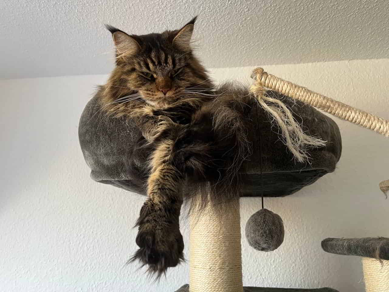 Tabby 2 Jahre alt Tabby 2 Jahre alt