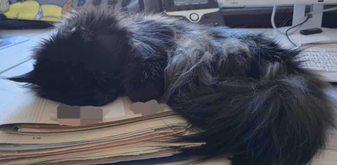 Verwaltungskatze. Ich denke, sie hat die Anforderungen an den Job absolut verstanden. 😁 Verwaltungskatze. Ich denke, sie hat die Anforderungen an den Job absolut verstanden. 😁