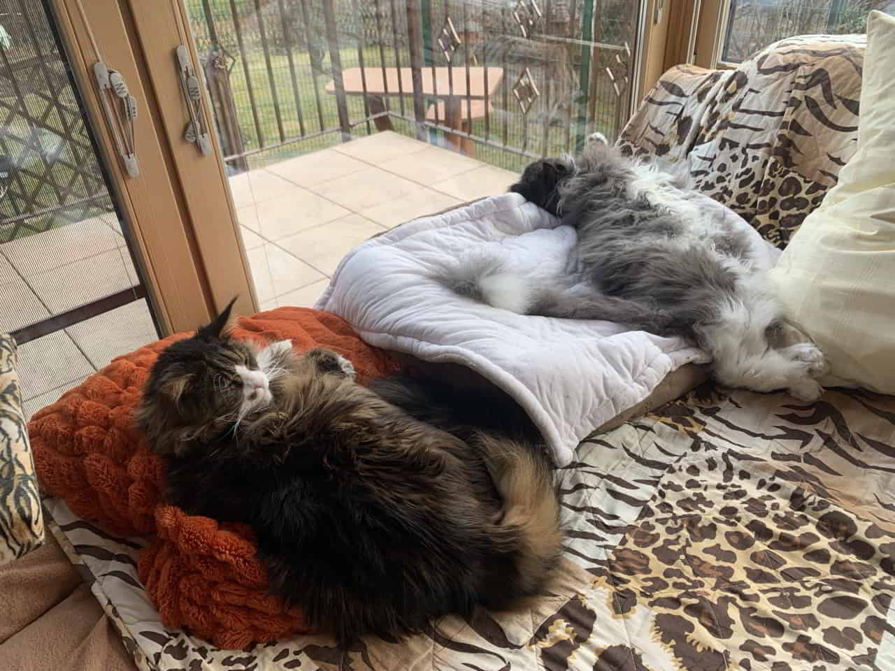 Was für eine faule Bande!😆 Was für eine faule Bande!😆