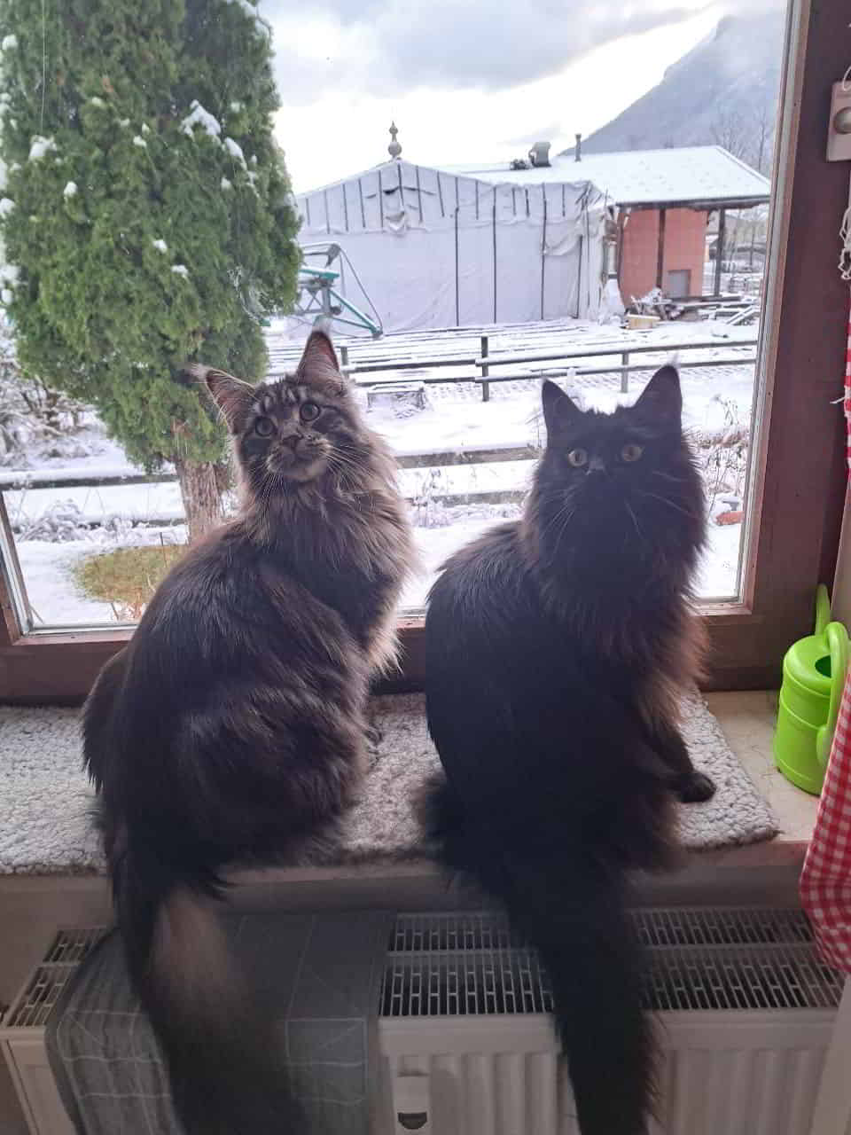 Was soll das mit dem schnee jetzt schon wieder Was soll das mit dem schnee jetzt schon wieder