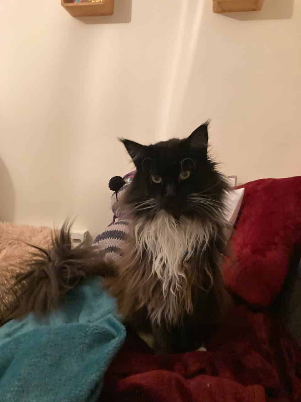 Wie war das schon alles an Leckerlis Wie war das schon alles an Leckerlis