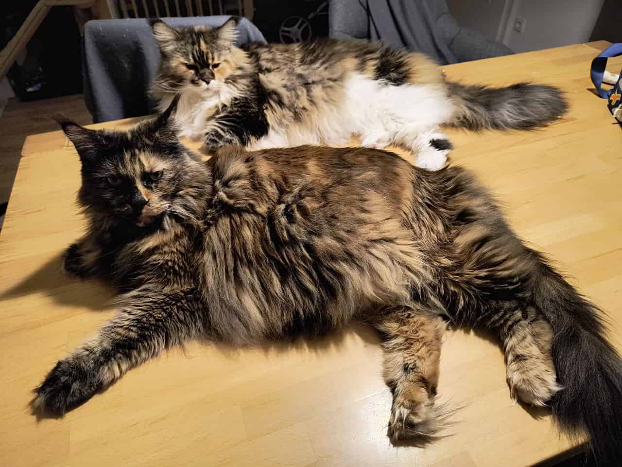 Wilma und Jutta vertragen sich eben wieder Wilma und Jutta vertragen sich eben wieder