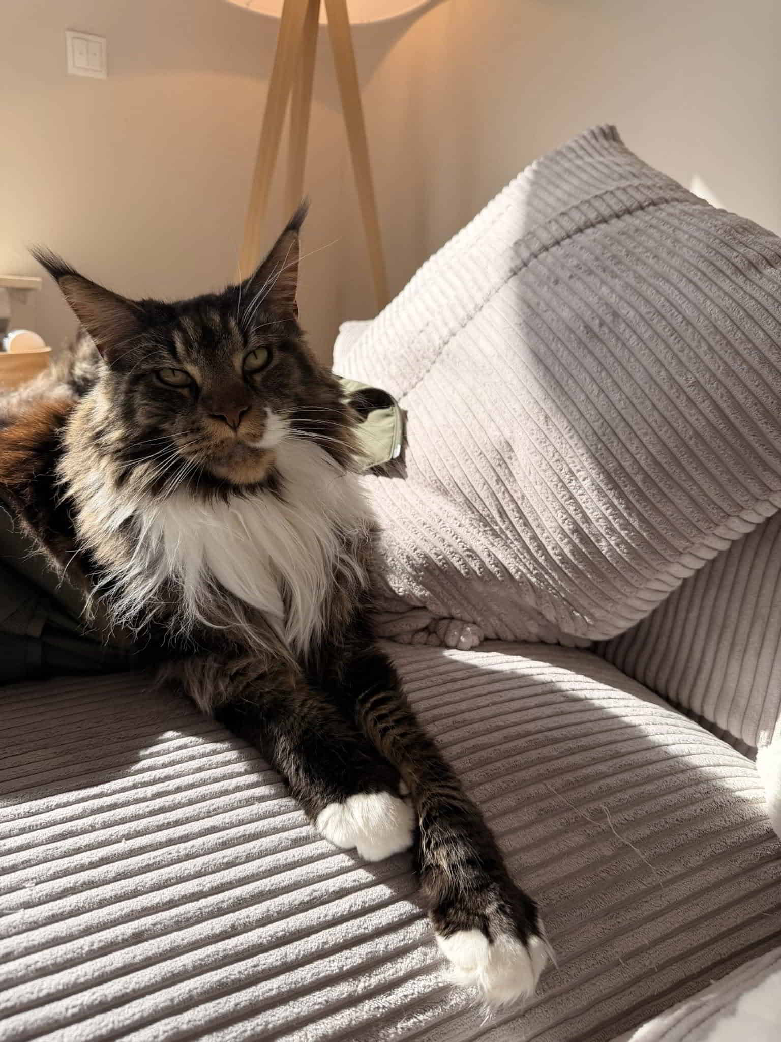 Xaver of MCC Xaver of MCC