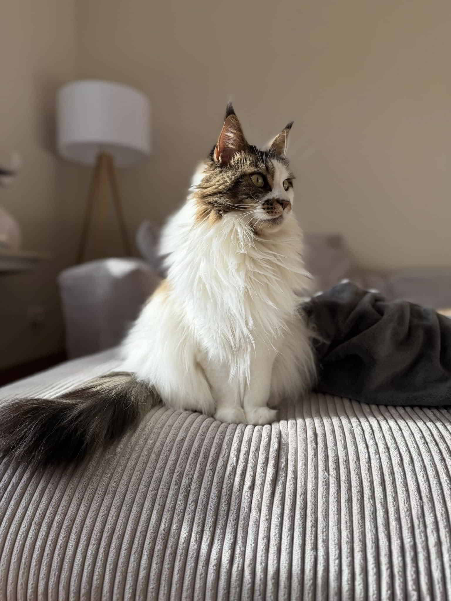 Xenia of MCC Xenia of MCC