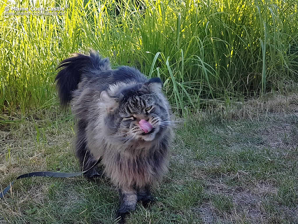 Yaron im Garten Yaron im Garten