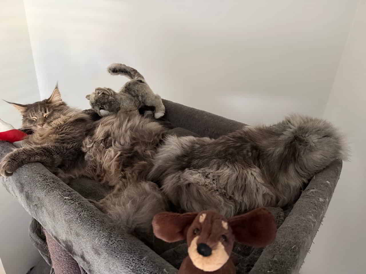 ist das nur Emmy oder zwei Katzen 🤔 was meint ihr ist das nur Emmy oder zwei Katzen 🤔 was meint ihr