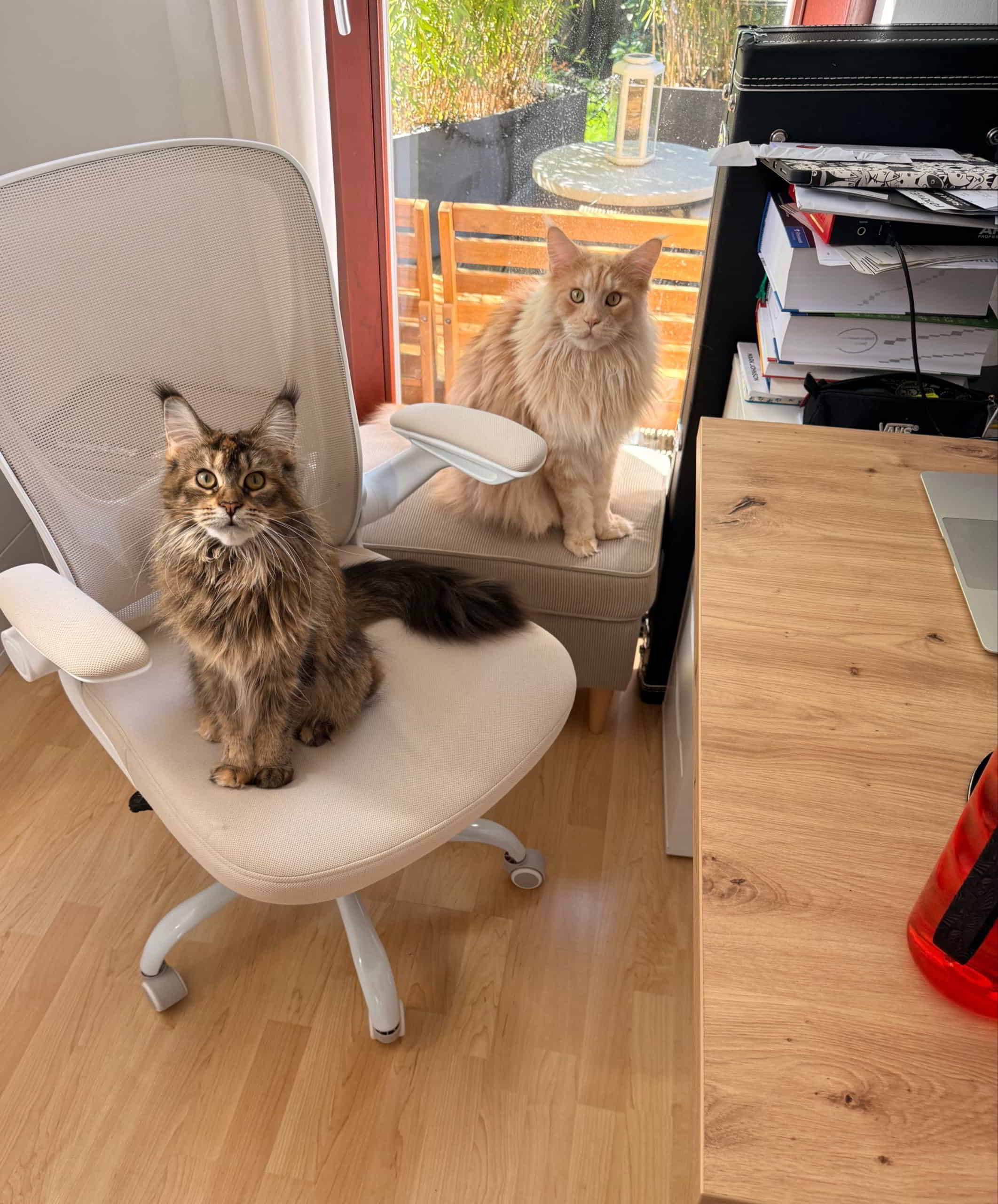 Bereit zum Homeoffice😂 Bereit zum Homeoffice😂