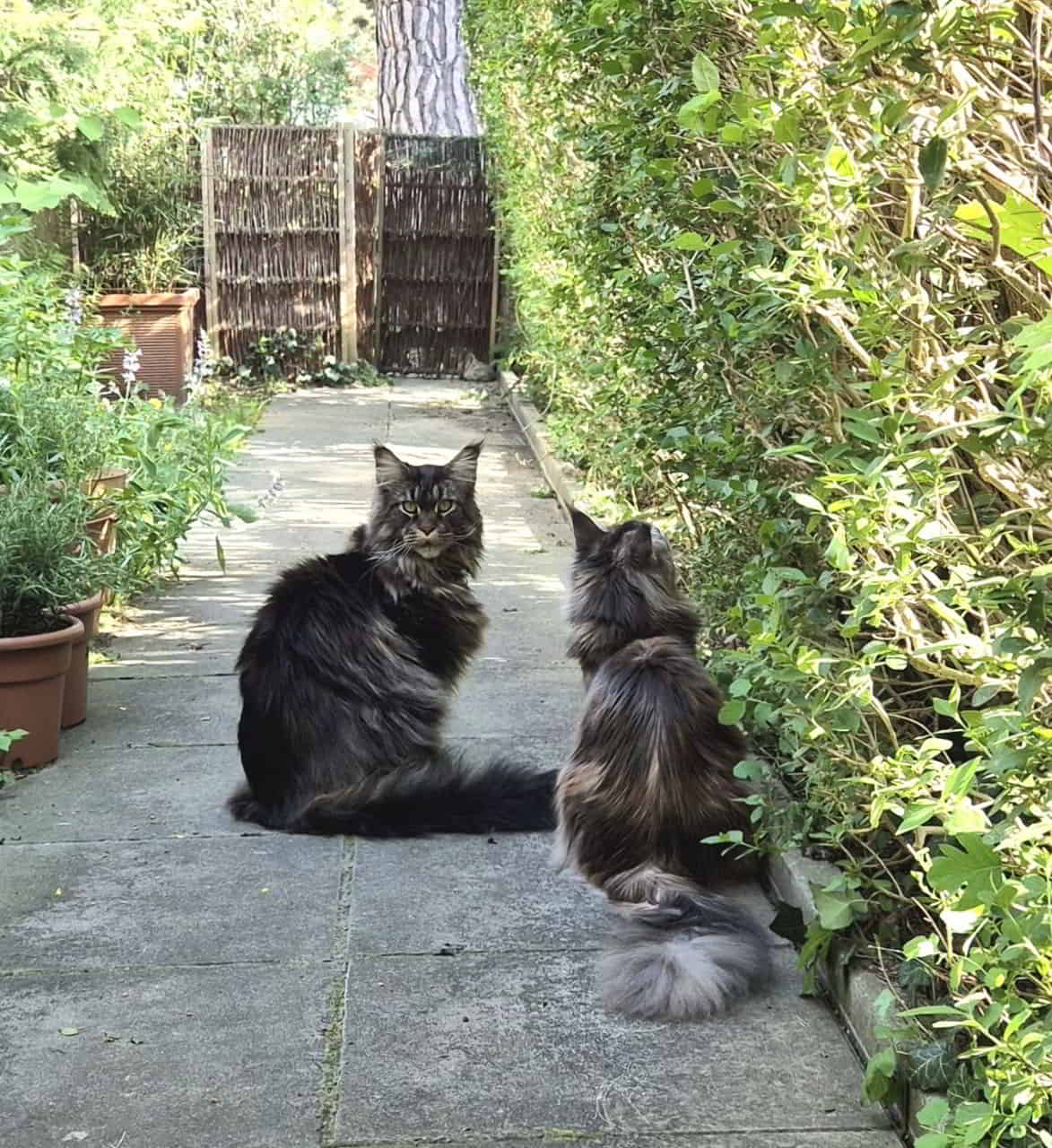 Bessie ist glücklich. Sie darf neben dem tollen grossen Haris sitzen. Bessie ist glücklich. Sie darf neben dem tollen grossen Haris sitzen.