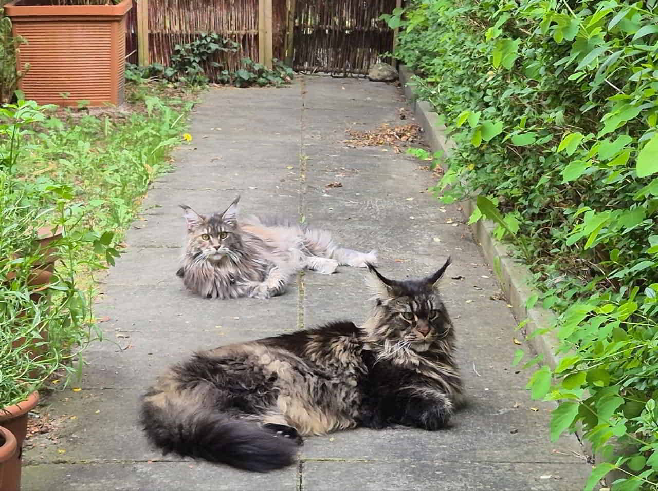 Bessie und Haris Bessie und Haris