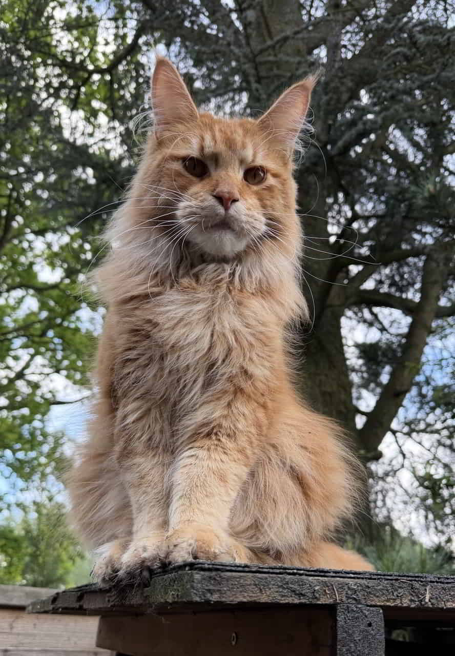 D4 Dean of Maine Coon Castle D4 Dean of Maine Coon Castle