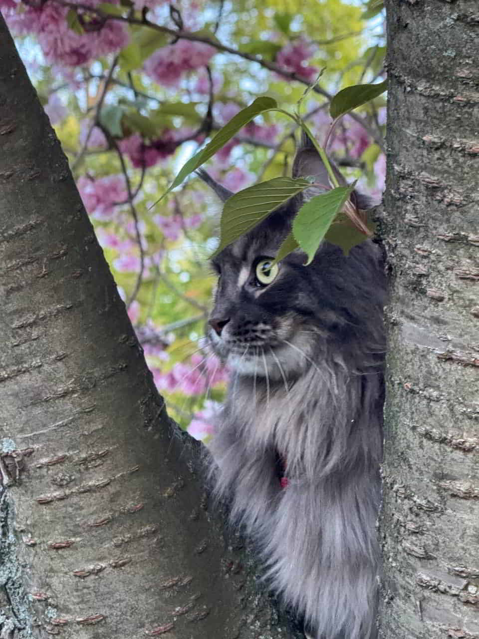 Kirschblüten 🌸 Leo 🥰 Kirschblüten 🌸 Leo 🥰