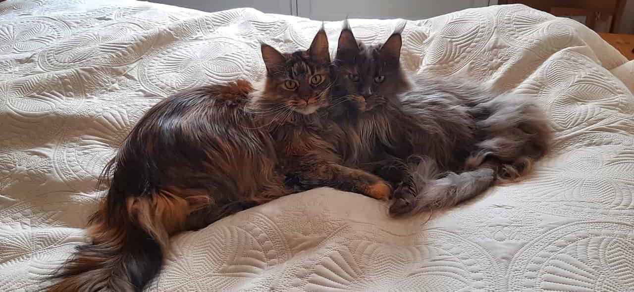 Mama Ivette grüßt von Herzen ihre „Kleinen“ 😻 Happy Birthday an alle Geschwister brummt Schwester Ushi 😺 Mama Ivette grüßt von Herzen ihre „Kleinen“ 😻 Happy Birthday an alle Geschwister brummt Schwester Ushi 😺
