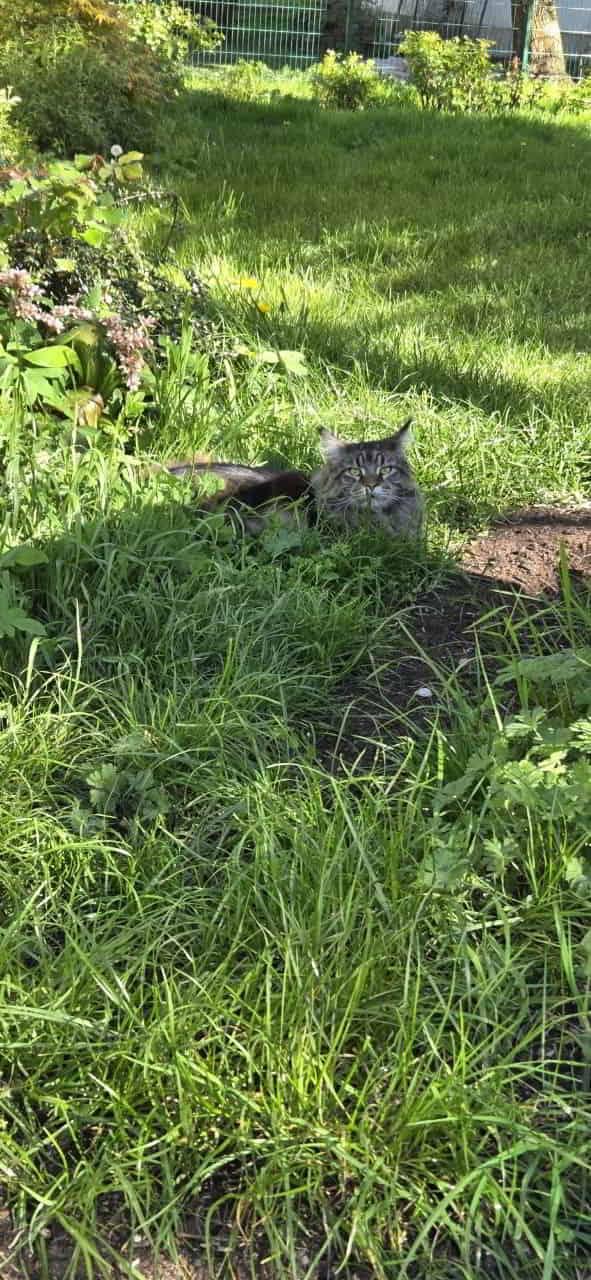 Peppo genießt die Sonne. Peppo genießt die Sonne.