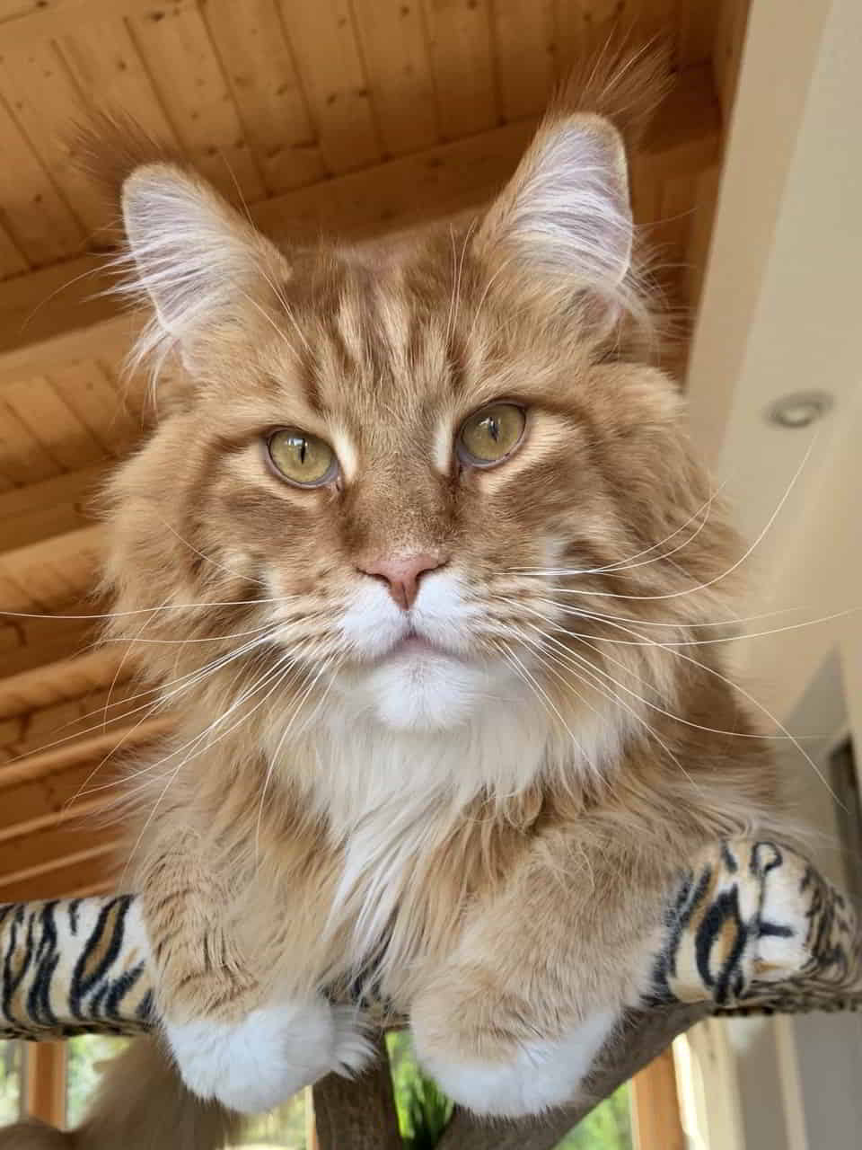 So Eddie, jetzt zeig mal schön deine Zähnchen So Eddie, jetzt zeig mal schön deine Zähnchen