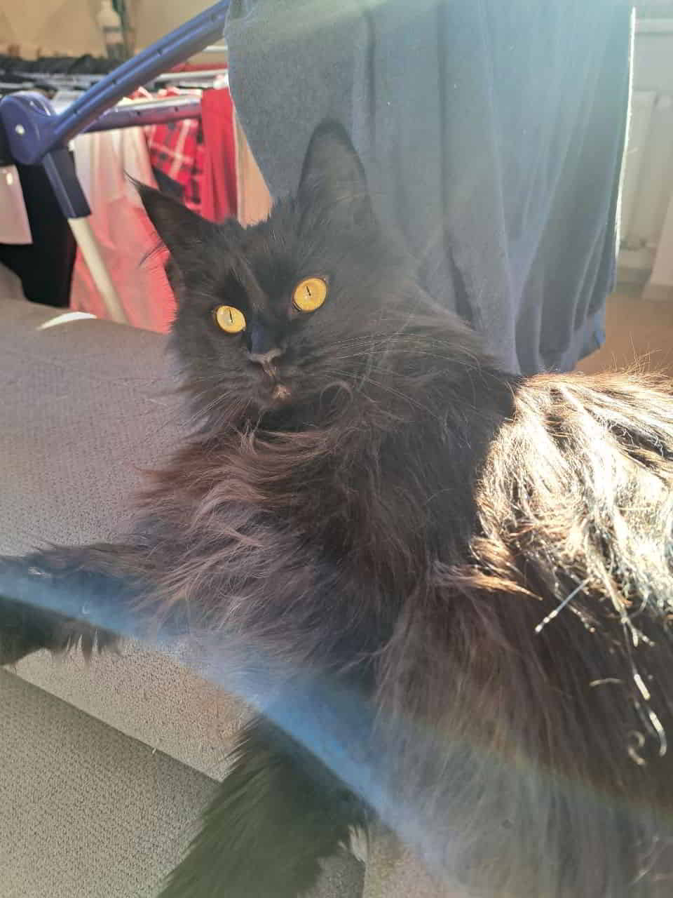 Ute mit Herz und Augen aus Gold. 💛 Ute mit Herz und Augen aus Gold. 💛
