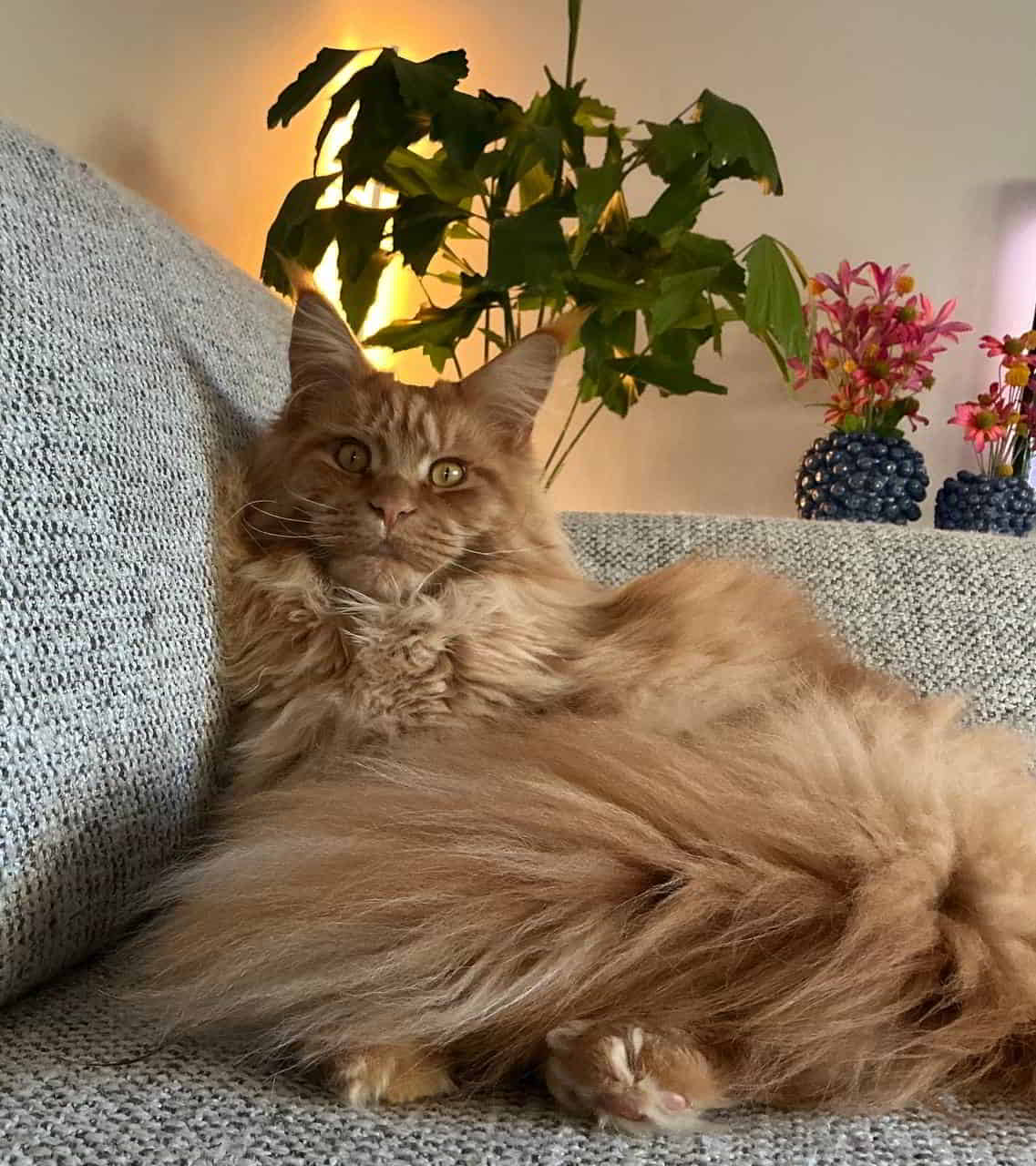Zeff, der heute zwei Jahre alt wird. Unser Riese, der jetzt 9,3 Kilo wiegt Zeff, der heute zwei Jahre alt wird. Unser Riese, der jetzt 9,3 Kilo wiegt