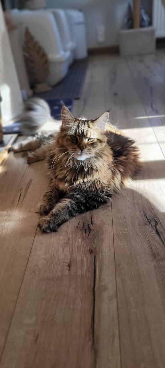 Dakota 1 Jahr alt Dakota 1 Jahr alt