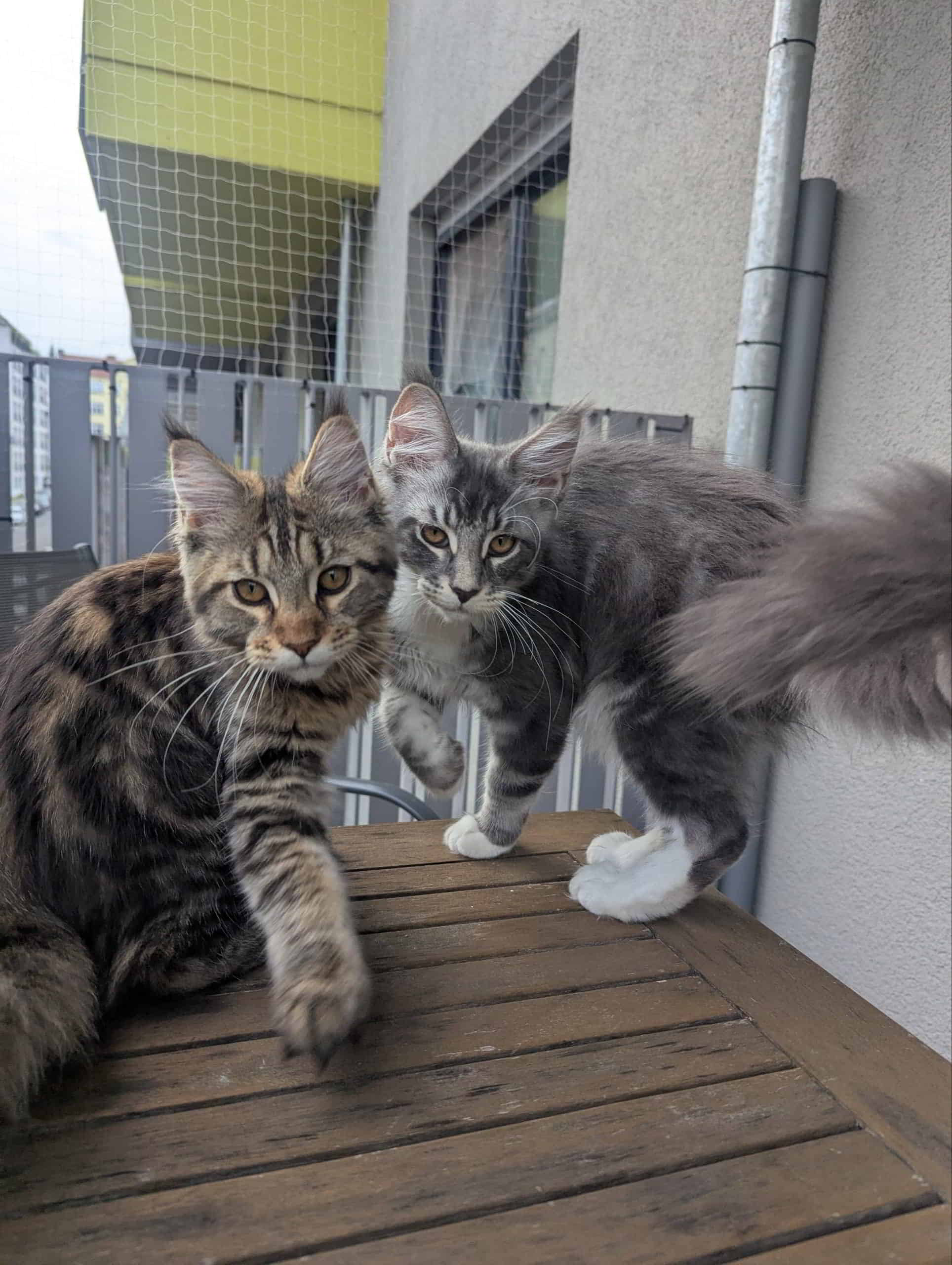 Die Katzengang hat den Balkon übernommen 🐾 🐾🤭 Die Katzengang hat den Balkon übernommen 🐾 🐾🤭