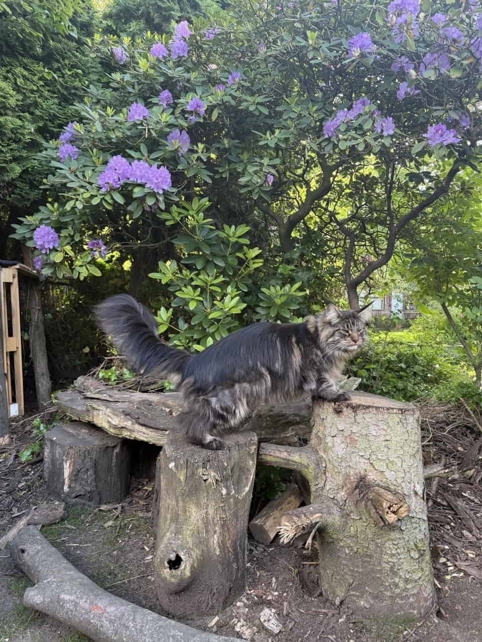 Enzo of MCC 1 Jahr alt Enzo of MCC 1 Jahr alt