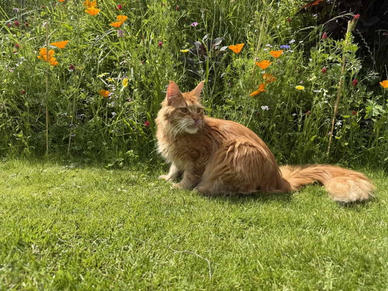 Guten Morgen von Dean 🧡☀️ Guten Morgen von Dean 🧡☀️
