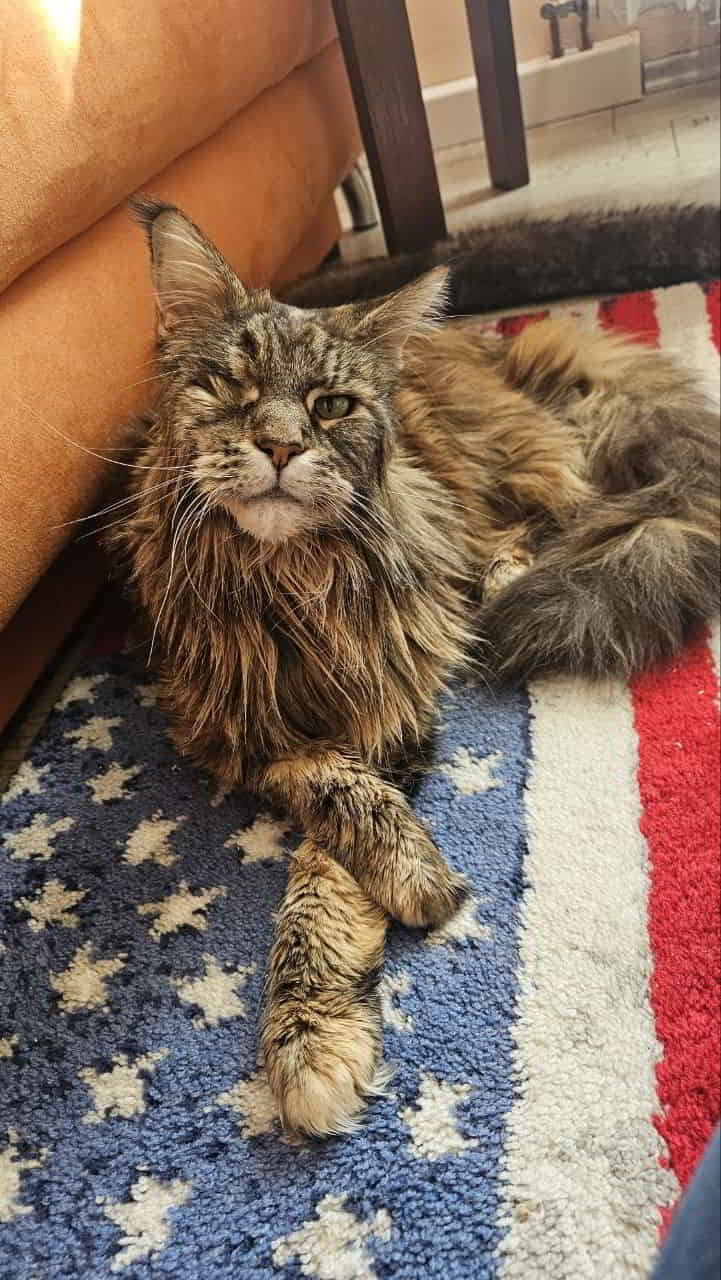 In Erinnerung an Jenny of Maine Coon Castle In Erinnerung an Jenny of Maine Coon Castle