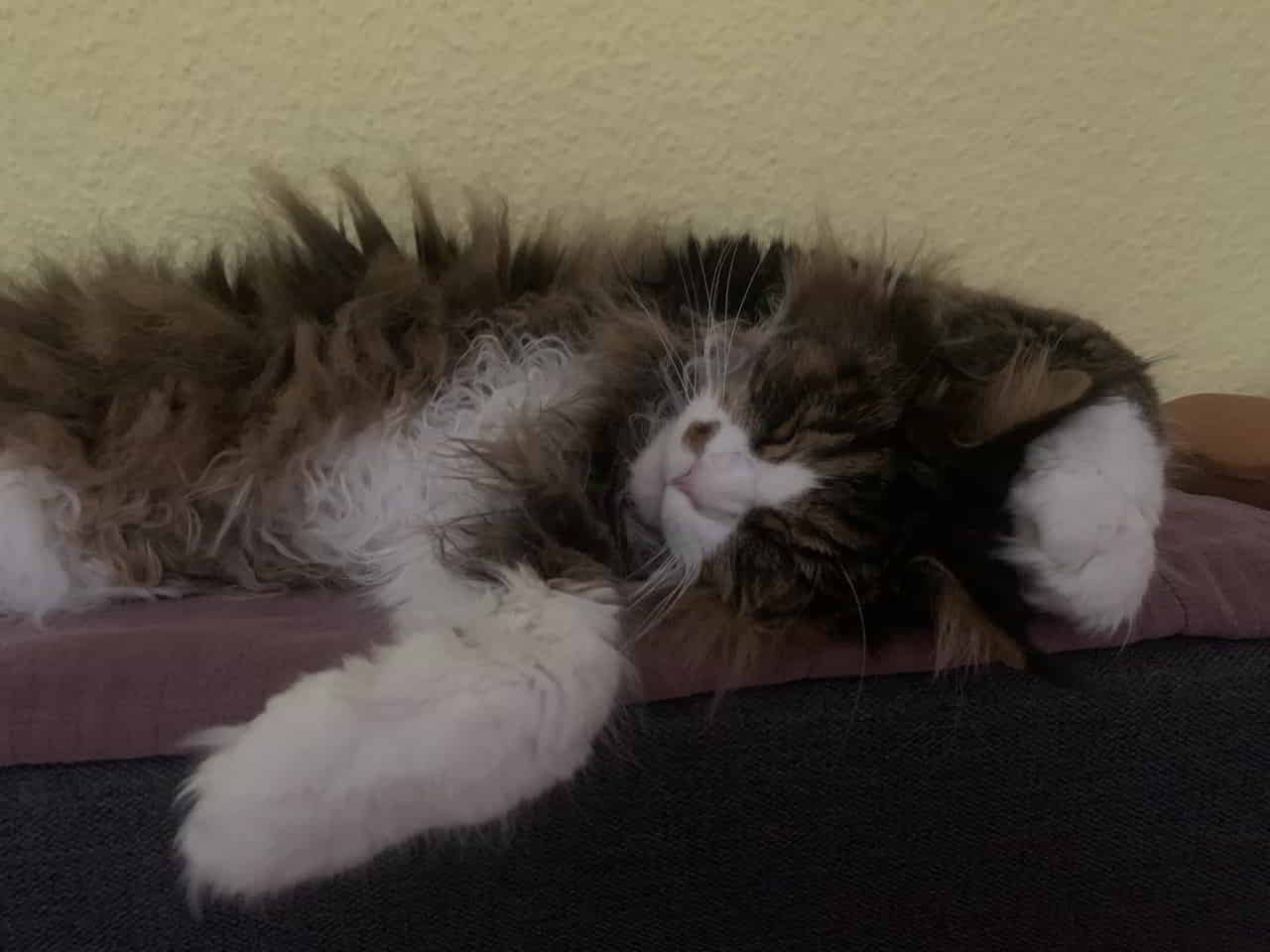 Ist er nicht süß, mein Deani 🥰 Ist er nicht süß, mein Deani 🥰