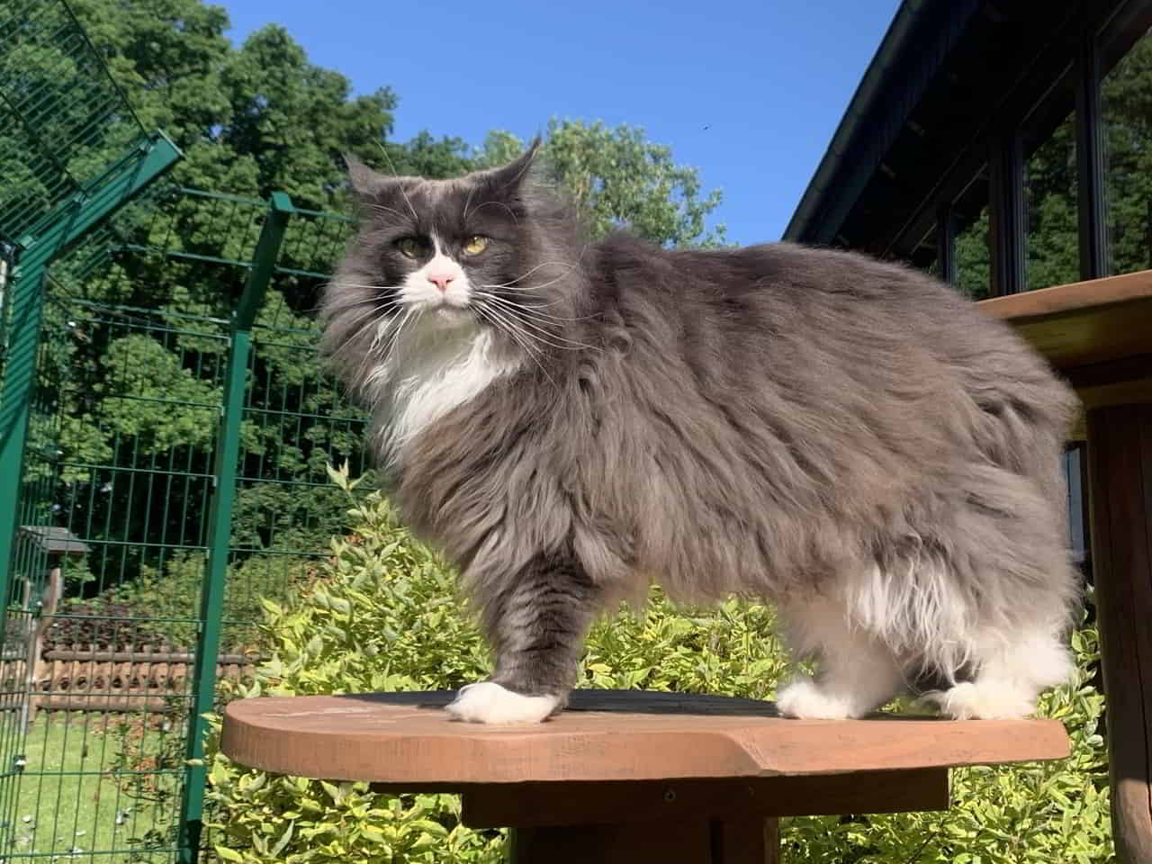 Molly Meine hübsche Räuberbraut Molly Meine hübsche Räuberbraut