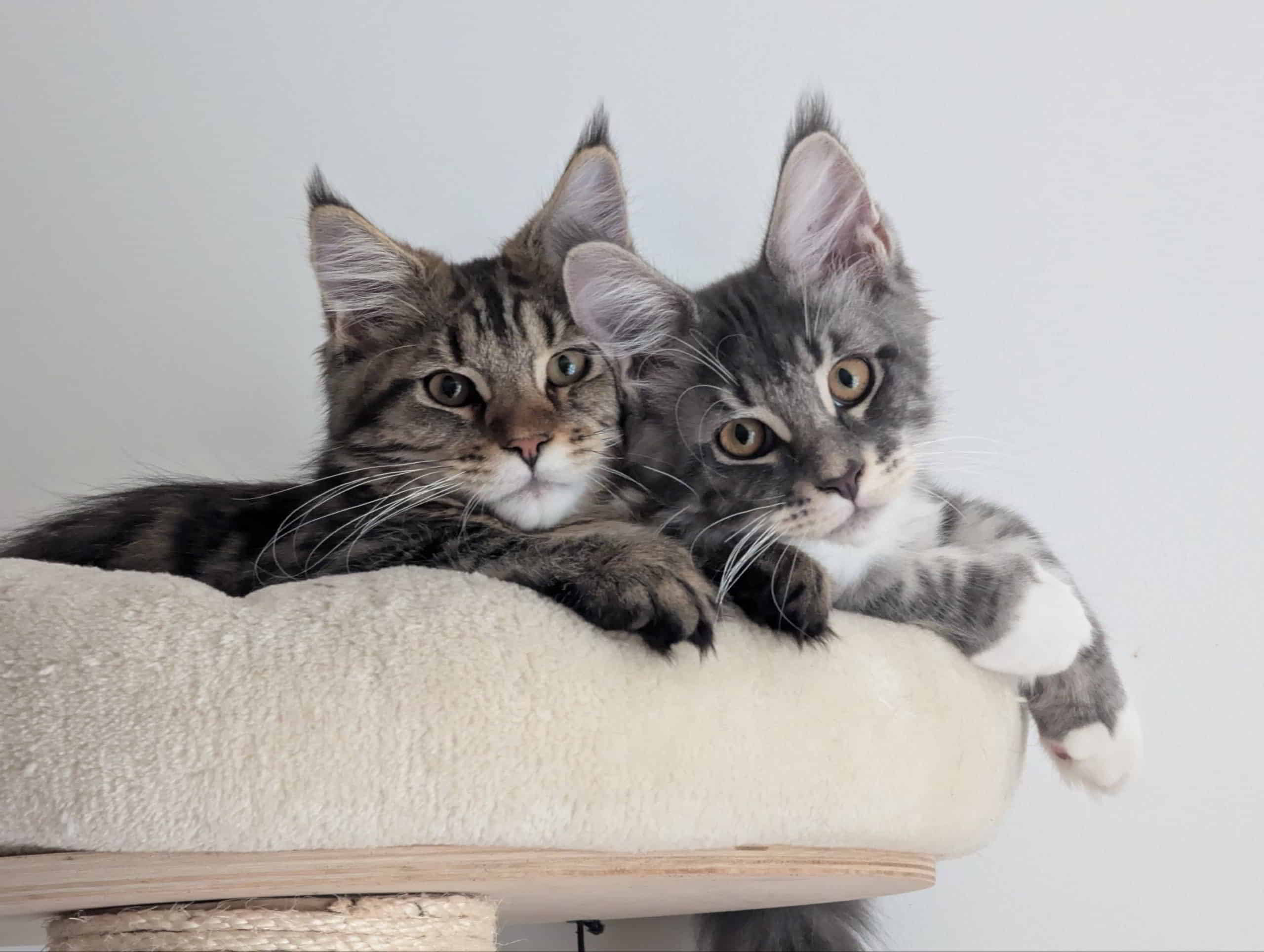 Sirius und Frida Sirius und Frida