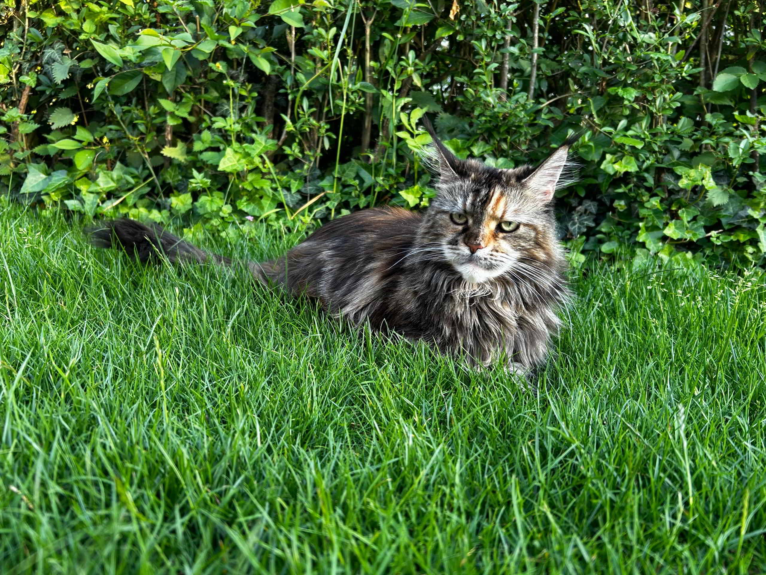 Stella Stella