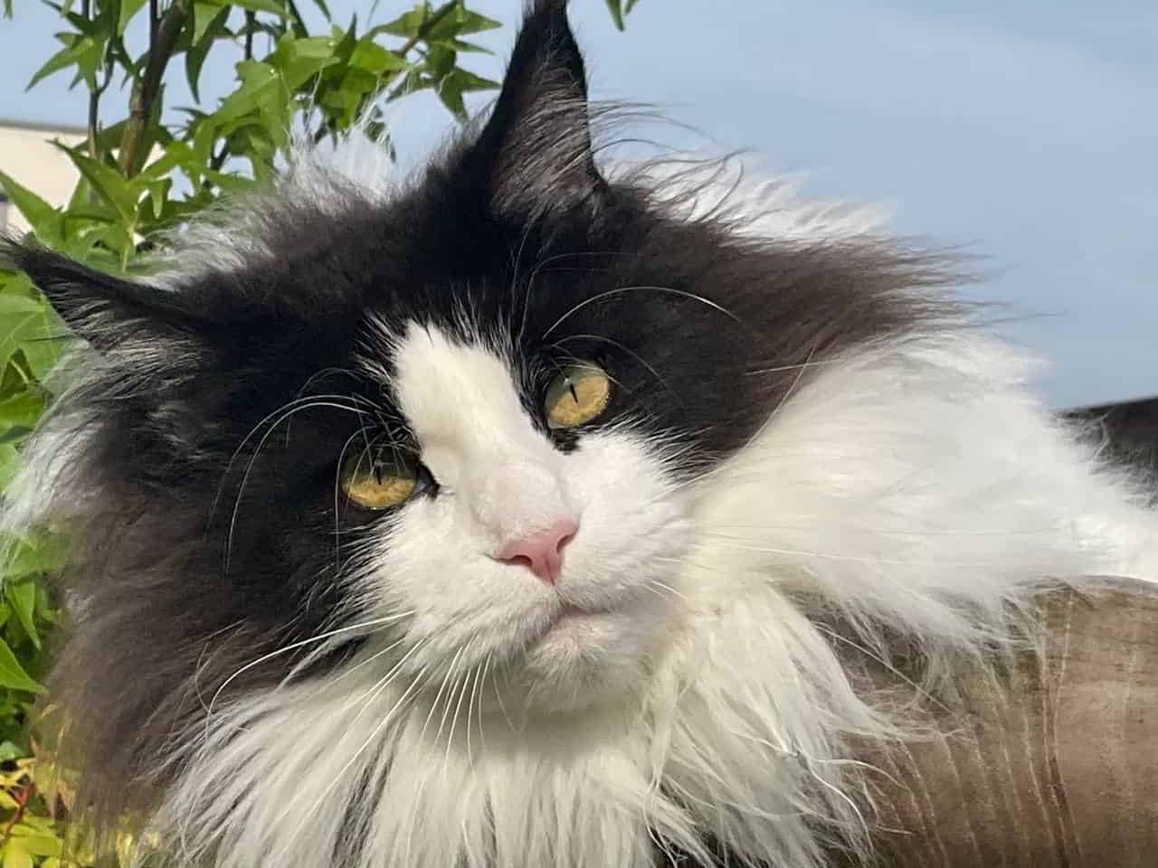 Unsere kleine Diva Ziva 😻 feiert heute ihren 2. Geburtstag. 🍀🎉 Unsere kleine Diva Ziva 😻 feiert heute ihren 2. Geburtstag. 🍀🎉