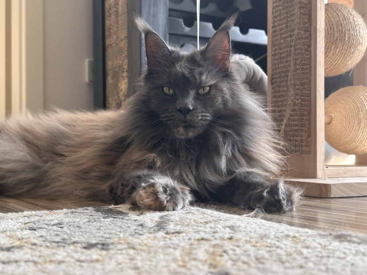 Uschi Uschi