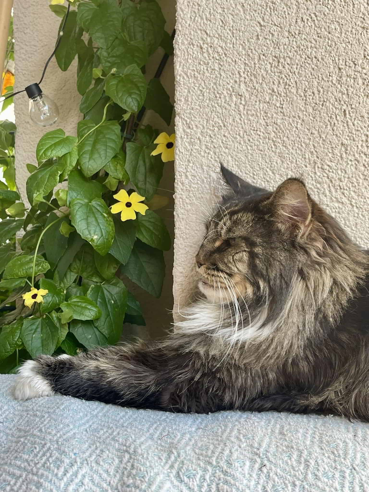 angsam in den heißen Tag starten 🙂 Maika 💕 angsam in den heißen Tag starten 🙂 Maika 💕