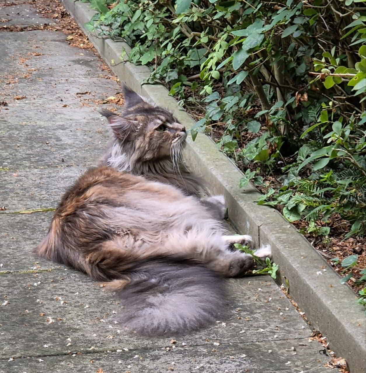 22 Grad, Nieselregen. Bessie geniesst es sichtlich. 😍🙈 22 Grad, Nieselregen. Bessie geniesst es sichtlich. 😍🙈
