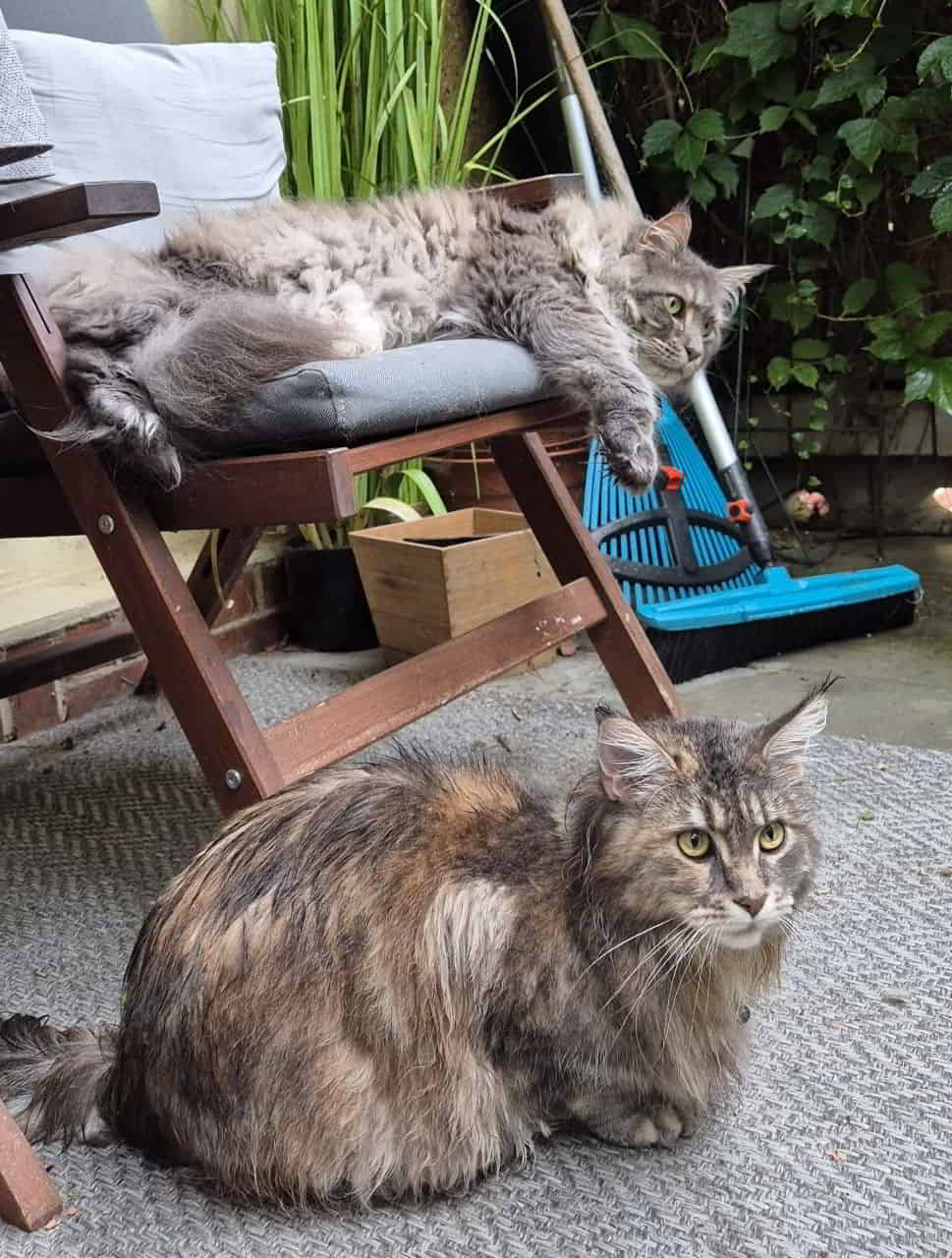 Bessie ist klatschnass, denn Starkregen juckt einen Freigeist wie die junge Dame Null. 🙈 Bessie ist klatschnass, denn Starkregen juckt einen Freigeist wie die junge Dame Null. 🙈