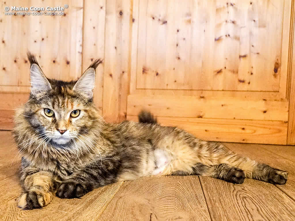 Coco 1 Jahr alt Coco 1 Jahr alt