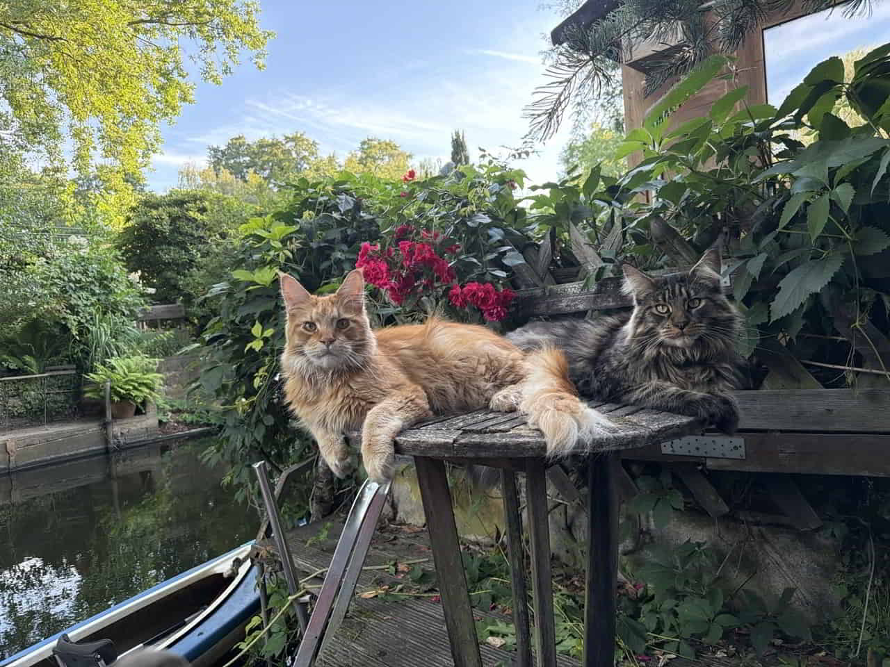 D4 Dean & E4 Enzo of Maine Coon Castle D4 Dean & E4 Enzo of Maine Coon Castle