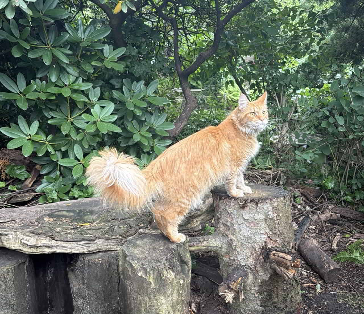 Dean of Maine Coon Castle Dean of Maine Coon Castle