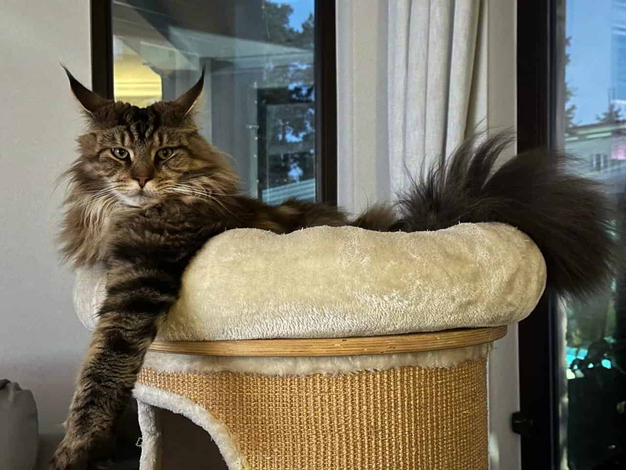 Dylan of Maine Coon Castle Dylan of Maine Coon Castle