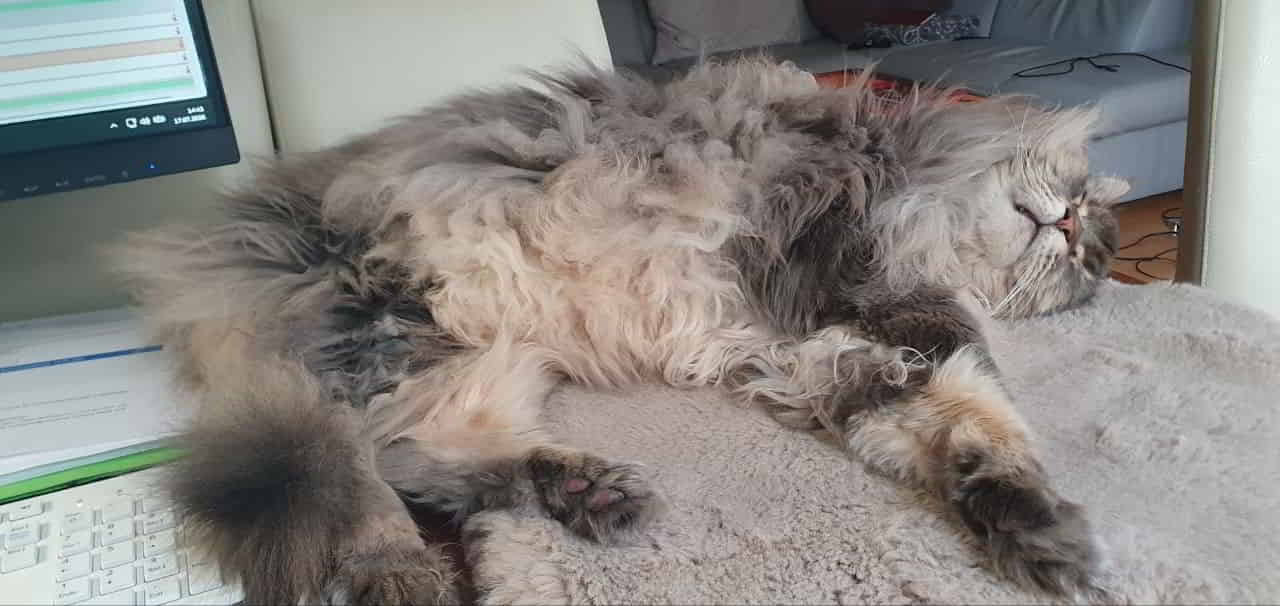 Eddie, meine Schreitischkatze. Bester Arbeitsplatz ever😍😻 Eddie, meine Schreitischkatze. Bester Arbeitsplatz ever😍😻