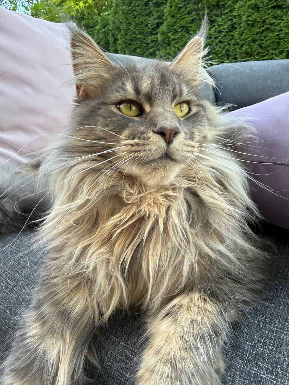 Emmy freut sich das CatMom von der Arbeit zurück ist 😻 Emmy freut sich das CatMom von der Arbeit zurück ist 😻
