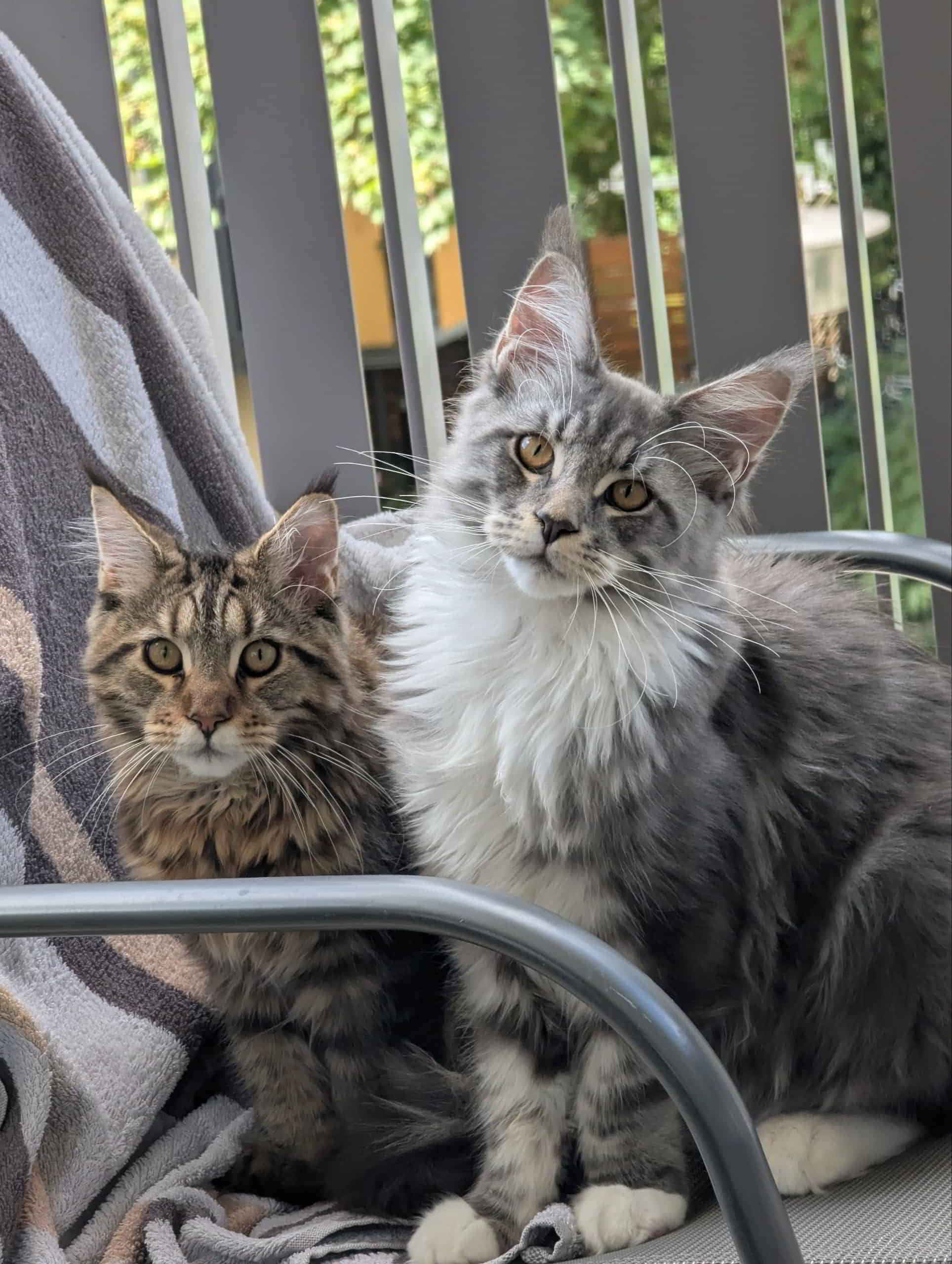 Frieda und Sirius wünschen auch einen schönen Tag ☀️ ☺️ Frieda und Sirius wünschen auch einen schönen Tag ☀️ ☺️