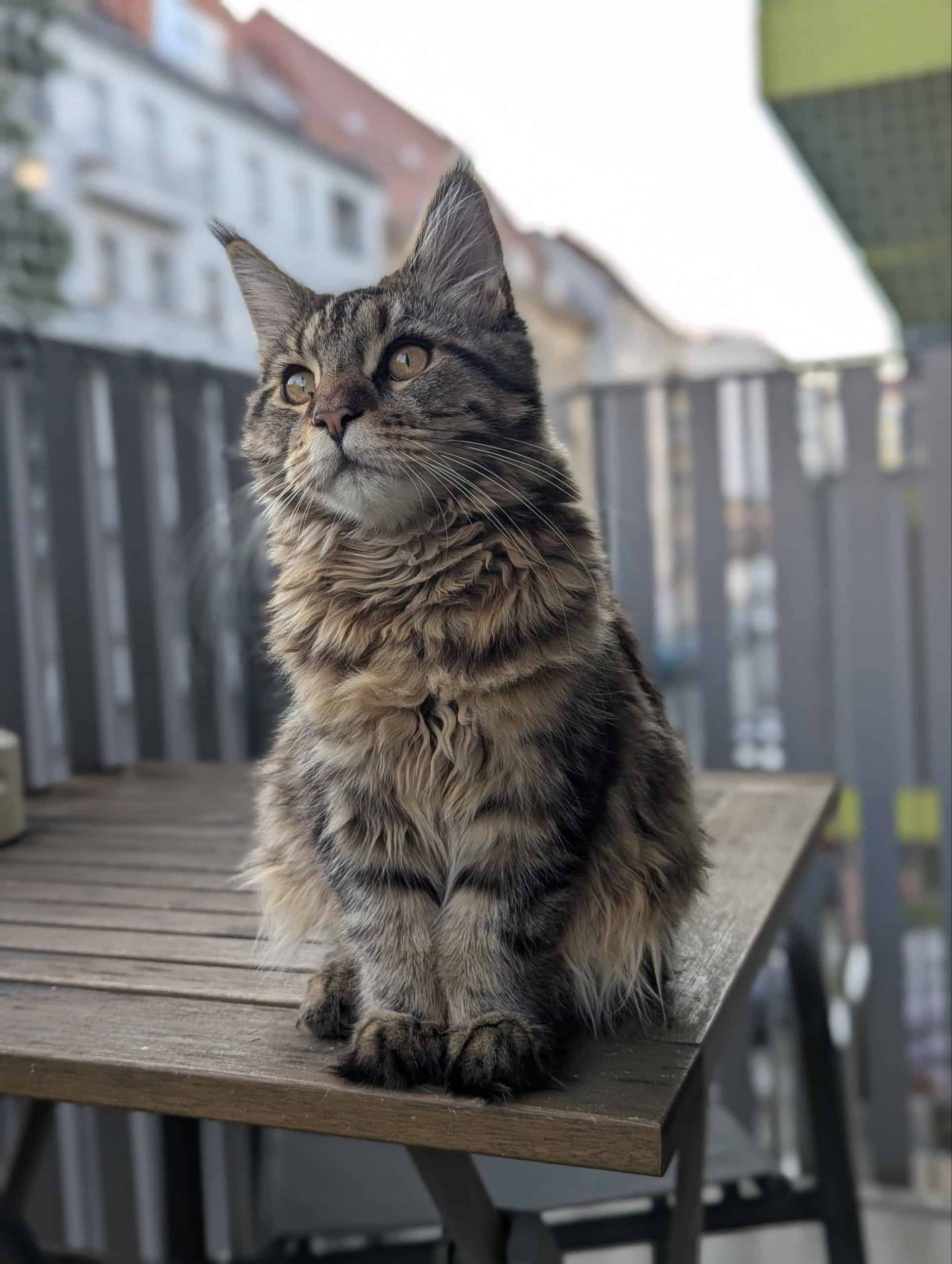 Frieda Frieda