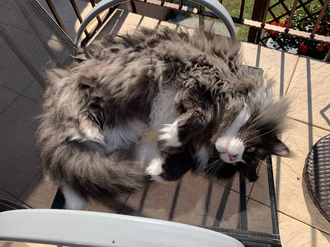 Geh mir aus der Sonne!😹 Geh mir aus der Sonne!😹